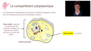 Le compartiment cytoplasmique - Chapitre 1 - partie 4