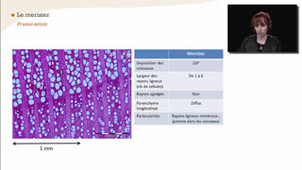 Le merisier - La reconnaissance à l'échelle macroscopique des feuillus à zone initiale poreuse et à zone semi-poreuse - Chapitre 25