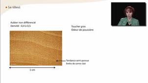 Le tilleul - La reconnaissance à l'échelle macroscopique des feuillus homogènes à pores diffus - Chapitre 26
