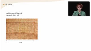 Le hêtre - La reconnaissance à l'échelle macroscopique des feuillus homogènes à pores diffus - Chapitre 26