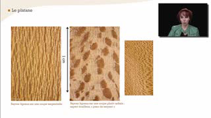 Le platane - La reconnaissance à l'échelle macroscopique des feuillus homogènes à pores diffus - Chapitre 26
