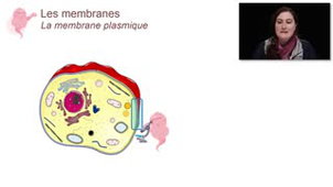 Les membranes : membrane cellulaire et système endomembranaire - Chapitre 1 - partie 5
